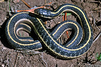 Mountain Gartersnake