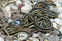 Mountain Gartersnake