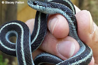 Mountain Gartersnake