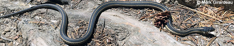 Mountain Gartersnake