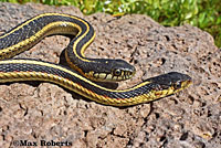 Valley Gartersnake