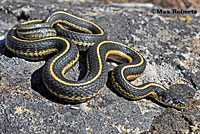 Valley Gartersnake