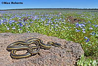 Valley Gartersnake