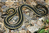 Mountain Gartersnake