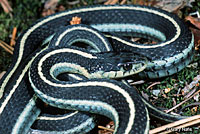 Mountain Gartersnake