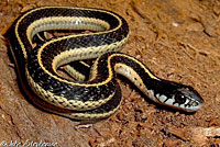 Mountain Gartersnake