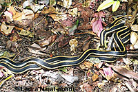 Mountain Gartersnake