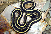 Mountain Gartersnake