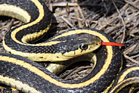 Mountain Gartersnake