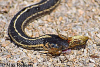 Mountain Gartersnake