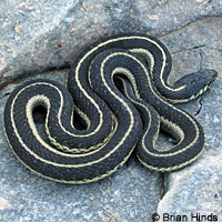 Mountain Gartersnake