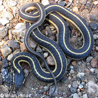 Mountain Gartersnake