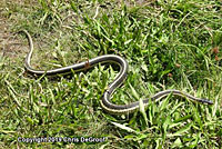 Mountain Gartersnake