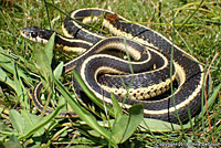 Mountain Gartersnake