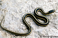 Mountain Gartersnake