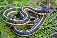 Mountain Gartersnake