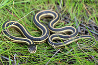 Mountain Gartersnake