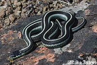 Mountain Gartersnake