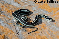 Mountain Gartersnake