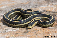 Mountain Gartersnake