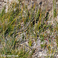 Mountain Gartersnake