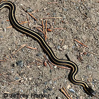 Mountain Gartersnake