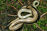 Mountain Gartersnake