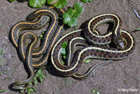 Valley Gartersnake