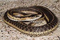 Terrestrial gartersnake