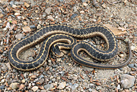 Terrestrial gartersnake