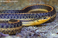 Coast Gartersnake