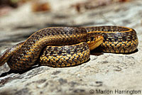 Coast Gartersnake