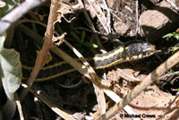 Terrestrial gartersnake