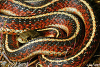 Coast Gartersnake