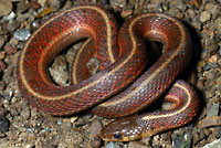 Coast Gartersnake