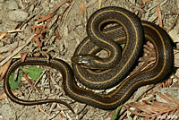 Coast Gartersnake