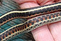 Coast Gartersnake