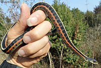 Valley Gartersnake