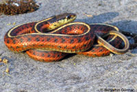 Coast Gartersnake