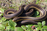 Coast Gartersnake