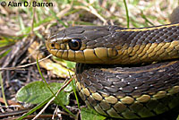 Coast Gartersnake