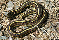 Coast Gartersnake