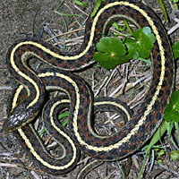 Coast Gartersnake