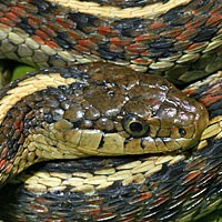 Coast Gartersnake