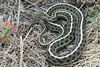 Valley Gartersnake