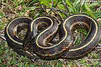 Coast Gartersnake