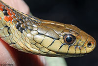 Coast Gartersnake