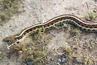 Coast Gartersnake