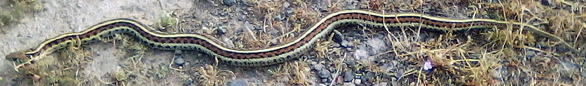 Coast Gartersnake