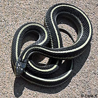 Coast Gartersnake